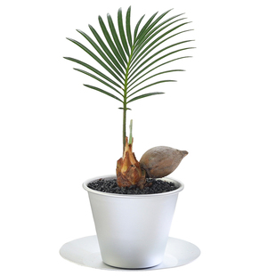 铁树盆栽好养多肉植物室内办公室桌面懒人小绿植四季常青花卉盆景