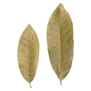 自然晒干叶片植物叶片压花台灯干花装饰橱窗布景书签绿叶树叶贴画