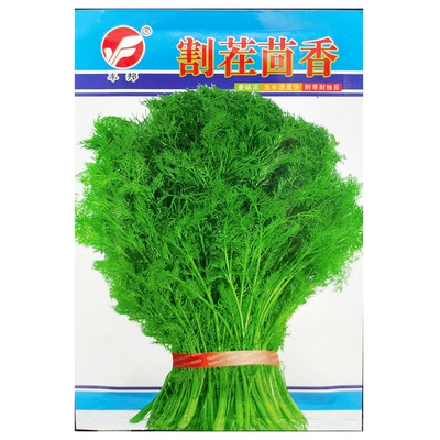 割茬多茬春秋播种茴香种子10克