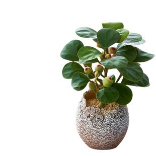 小盼菩提树禅意盆栽带果植物室内桌面盆景办公室绿植四季好养摆件