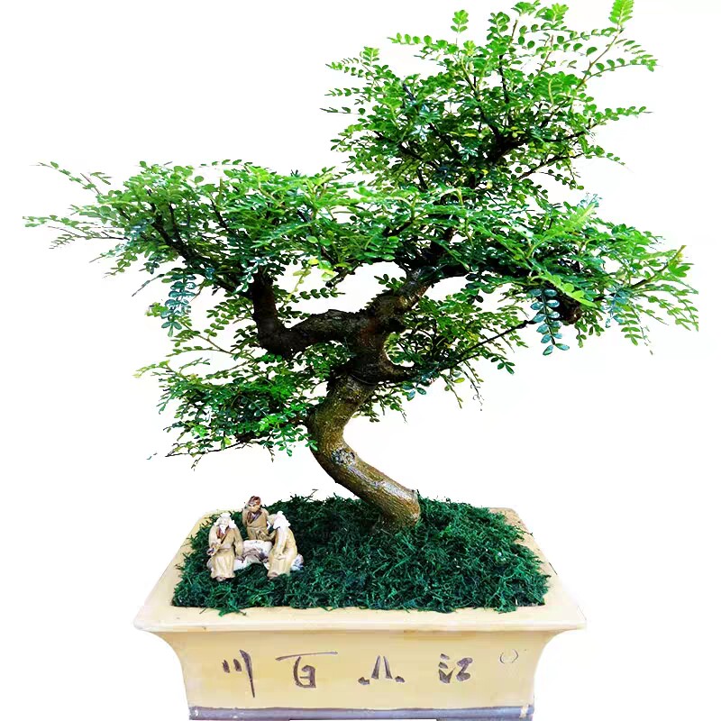 高档大型清香木盆栽室内绿植造型大型绿植/成品组合盆
