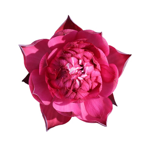 《小霓裳》微型碗莲种藕小苗姜永慧微莲苑丰花小盆易养水培小荷花