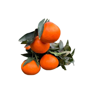 正宗红美人柑橘树苗象山爱媛28号果冻橙果树甜甸甸爆汁手剥橙果苗