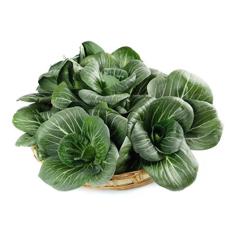 黑大头苏州青上海青青梗菜种子黑叶油菜籽阳台盆栽四季播蔬菜种子