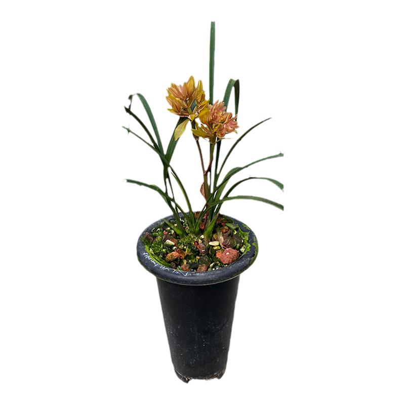 黄金奇艳红色好养兰花苗绿植花卉