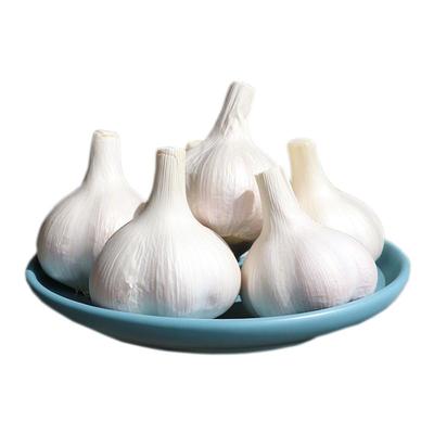 苍山5斤年兰陵正宗老品种大蒜