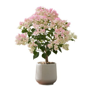 三角梅盆栽带花老桩矮霸大型绿植办公室内客厅植物耐寒开花卉盆景