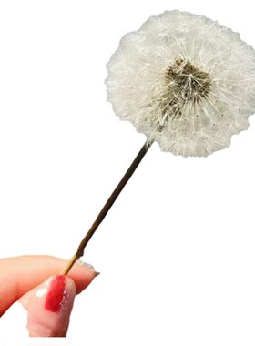 蒲公英教师节干花永生花保鲜花滴胶原材料包diy装饰花盒玻璃手工