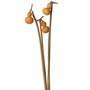 天然吉祥葫芦干花禅意干枝家居民宿招财装饰玄关树枝茶道摆件好运