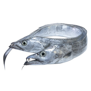 舟山带鱼整条海鲜东海水产新鲜鲜活冷冻小眼海钓油带鱼非刀鱼整箱