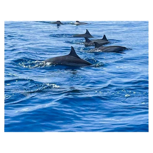 巴厘岛罗威纳追海豚一日游乌布火山温泉网红秋千漂流SPA