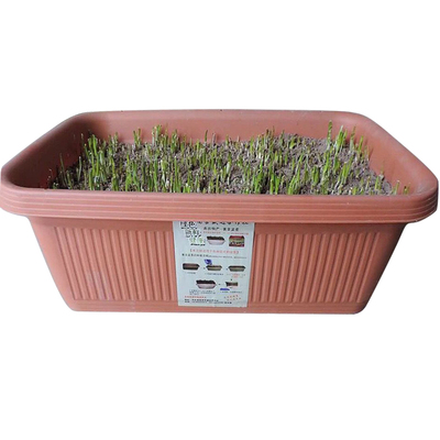 黄韭盆景南宫特产农家包饺子韭菜