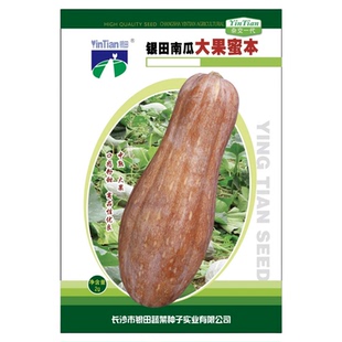 大果蜜本南瓜种子传统秘本密本南瓜蔬菜种孑蔬菜春播正品四季大南