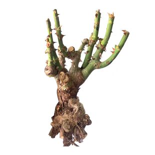 玫瑰花老桩老根浓香花卉好养活室内外阳台月季蔷薇耐寒大花蓝色