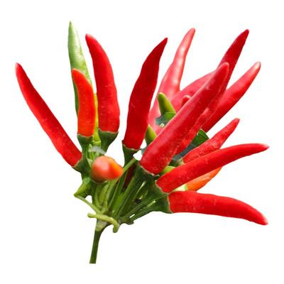 朝天椒种子秧苗小米四季大全盆栽