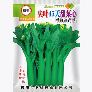 高产菜心种子,柳叶尖叶油菜心,45天尖叶菜心甜菜心籽 蔬菜种子