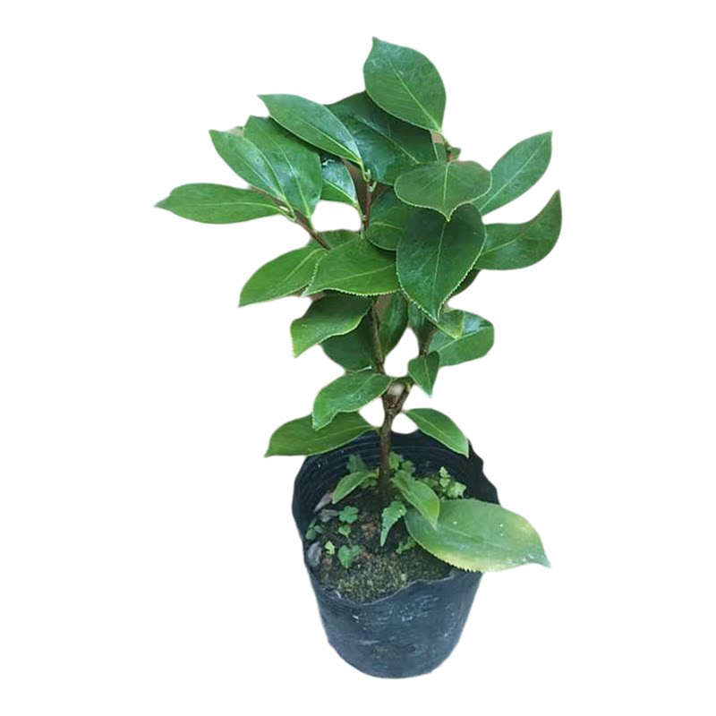 赛牡丹茶花阳台庭院四季绿植好养