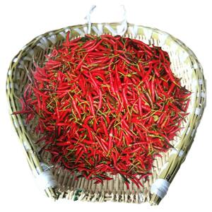 小米新鲜蔬菜腌制四川农家红辣椒