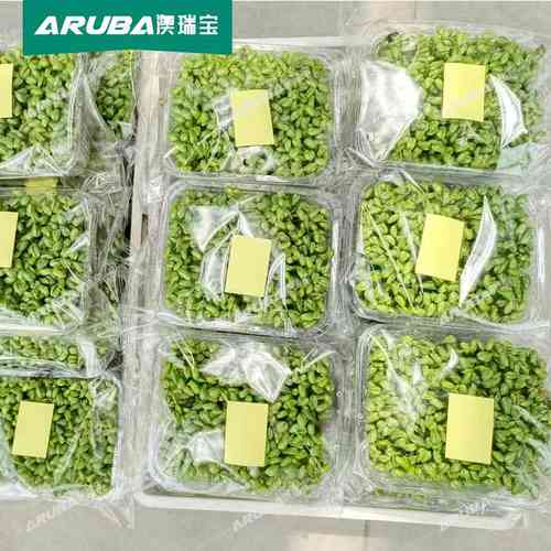 芽苗菜包装机 水培菜豆芽豆苗花生芽自动包装机 贴标机澳瑞宝厂家