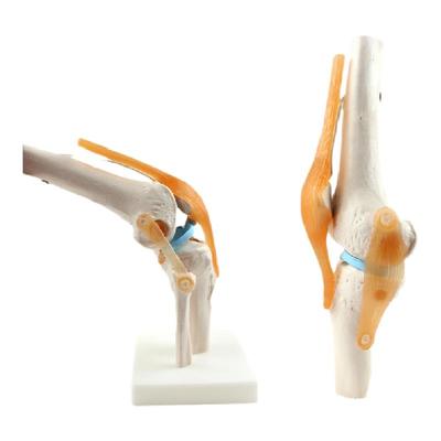 ENOVO颐诺医学人体功能性膝关节