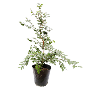 台湾嘉宝果树葡萄树苗四季新奇水果苗盆栽庭院当年结果带土叶易活