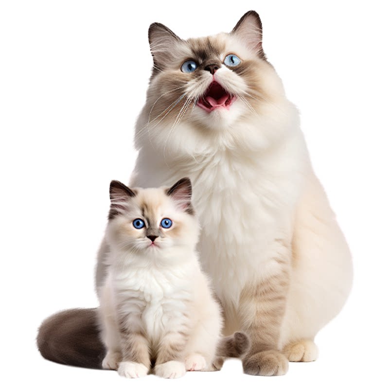 布偶专用猫粮增肥发腮营养不掉毛