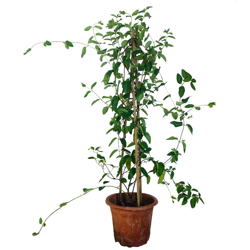 树苗食用黄白金银花盆栽爬藤植物