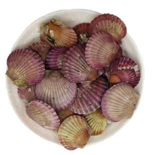 大连扇贝鲜活蒜蓉元贝新鲜小红贝粉丝彩虹海湾七彩贝大港湾贝