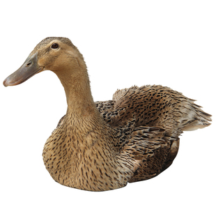 正宗2年农家散养鸭老鸭子土鸭麻鸭活鸭子水鸭现杀活鸭老鸭汤