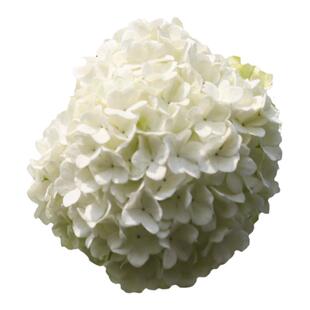 海蒂的花园中华木绣球斗球大苗欧洲木绣球花卉盆栽庭院花卉植物