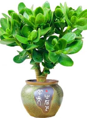 玉树盆栽老桩大颗好养多头群生