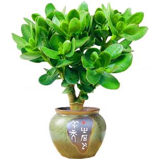 室内防辐射净化空气绿植花卉四季玉树盆栽玻璃翠燕子掌大多肉植物