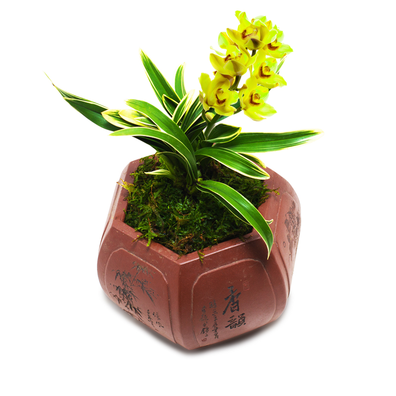 鳳凰冠蘭花盆栽植物矮種名貴花卉金邊鳳凰冠蘭草室內(nèi)盆景蘭花苗帶