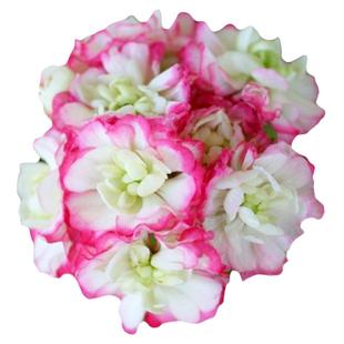 塔莎的花园大花天竺葵花苗重瓣四季盆栽小苗阳台花卉植物室内客厅