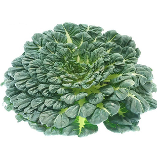 乌塌菜种子黄心乌塌菜种籽黑乌塌菜耐寒盆栽小八叶塌棵菜蔬菜种孑