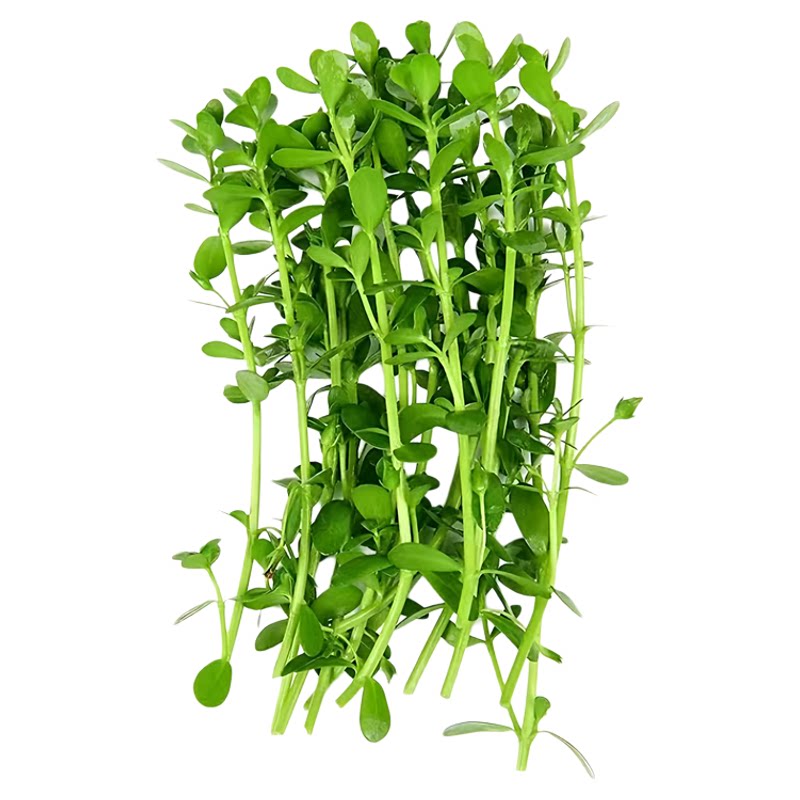 小对叶鱼缸专用水草新手必选