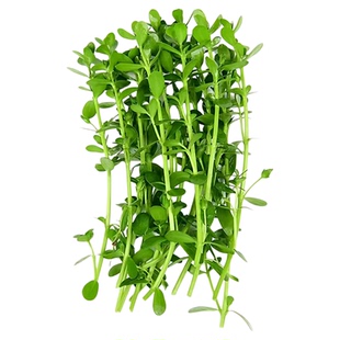 对叶水草大对叶草缸鱼缸专用水草植物对叶草水族箱造景活体
