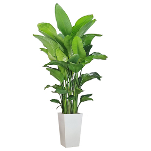 天堂鸟盆栽客厅室内好养大型花卉绿植办公室轻奢绿色植物鹤望兰