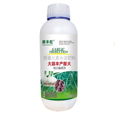 大蒜抽苔膨大蒜高产提前抽苔