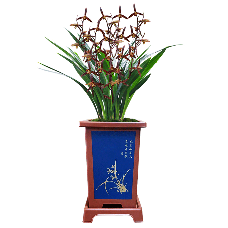 墨兰盆栽兰花冬带花苞精品浓香企黑香兰君子兰花卉室内客厅绿植