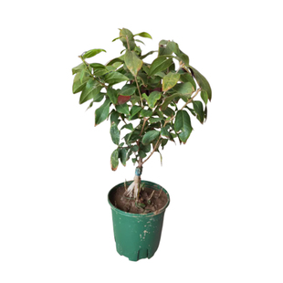 鄢陵红香妃素心嫁接腊梅带花苞盆景室内易成活耐寒浓香型庭院花卉