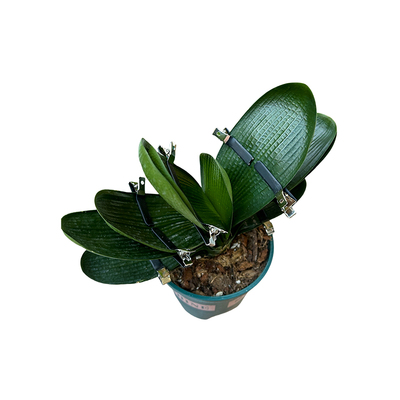 1带保护膜君子兰矫正夹固定定型君子兰叶片矫正线叶矫正定型夹子