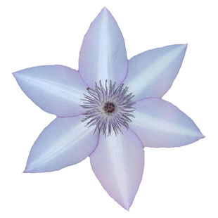 乌托邦铁线莲单瓣三类无刺爬藤植物室内藤本花卉绿植盆栽花四季