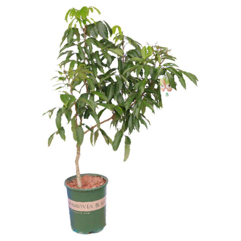 荔枝树苗嫁接特大妃子笑桂味糯米