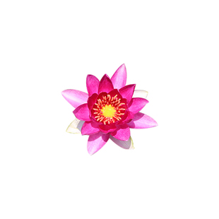 迷你微型睡莲黑美人带花苞水生花卉水培植物块根鱼缸栽培四季包邮