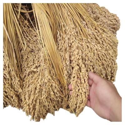 贵州香禾糯米稻穗摄影道具