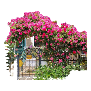 安吉拉蔷薇花苗爬藤四季开花月季老桩特大花爬墙龙沙宝石盆栽玫瑰