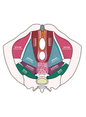 女性盆底肌分析手持卡盆底肌解剖结构工具医学康复专业辅助教具