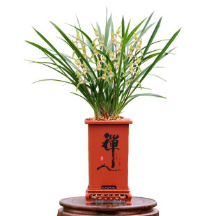 翁源兰花喜花里【9.9兰花裸根】新手兰友练手兰室内开花浓香好养