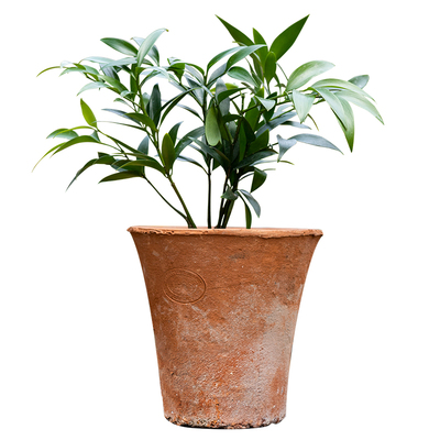 红陶花盆透气养根简约